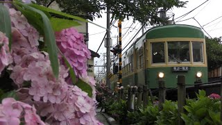 【4K】鎌倉・御霊神社のアジサイと江ノ電2020