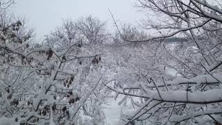 Необыкновенно красивые деревья в снегу 29 января 2021