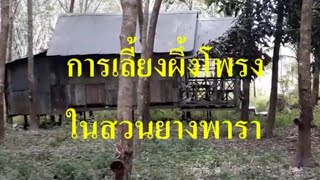 การเลี้ยงผึ้งโพรงในสวนยางพารา : สวนคนเกษตรจังหวัดชายแดนใต้