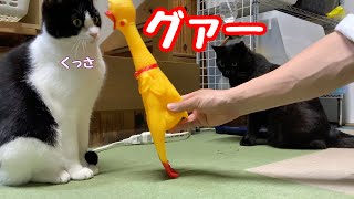 ビックリチキンを初めて見た猫の反応がこちら