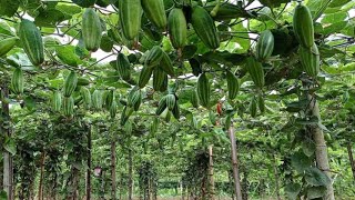 potol chas paddti |হাইব্রিড জাতের লম্বা পটল এর চারা তৈরি করণ পদ্ধতি |পটল চাষ পদ্ধতি