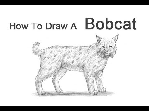 How To Draw A Bobcat - YouTube