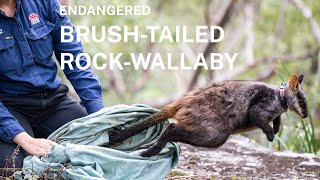 Up close with endangered brush-tailed rock-wallabies! - Saving our Species: Field Notes