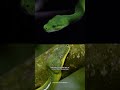 Les 5 plus beaux serpents du monde! 😍🐍