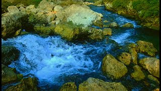 【自然音12時間_10】円原川・癒しのせせらぎの水辺-MIX Relaxing Nature Sounds_Water flow_12hour, ASMR