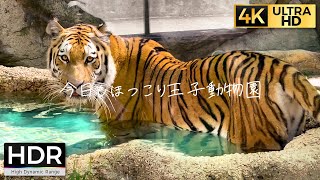 【4K HDR】今日もほっこり王子動物園【トラ半身浴・アシカ赤ちゃん】Japan Oji Zoo 2021.7.22