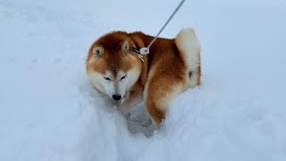 Shibe bravely goes for a walk, but turns back when he sees the road covered in heavy snow