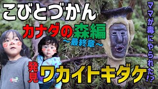 【こびとづかん】カナダの森最終章！ワカイトキダケみつけたよ！