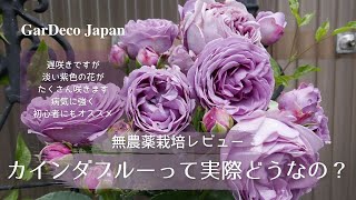 【バラの栽培レビュー】カインダブルーって実際どうなの？【無農薬栽培】