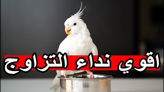 اقوي صوت تحفيز الكوكتيل على التزاوج وجعل الأنثى تأخد وضعية التزاوج ، تغريد تحفيز طيور الكروان 2024