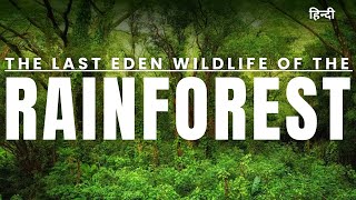 The Last Eden: Wildlife of the Rainforest | documentary in hindi national geographic