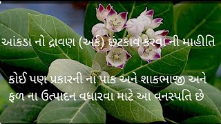 આંકડા નો દ્રાવણ (અર્ક)  નો છંટકાવ કરવાની માહિતી#આંકડાનો બોળો#ખેતીમાંઆંકડા નો ઉપયોગ#youtubeindia