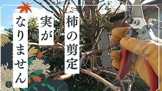 【柿の剪定方法】柿の実が全くなりません！たくさん実をならせます！