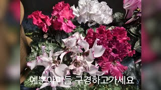 요즘날씨가 봄같아요 예뿐아이들 구경하고 가세요