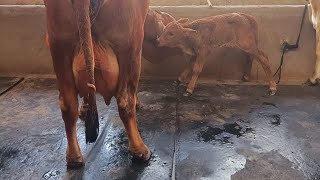 95308-01956 pure shaiwal cow for sale area sangrur