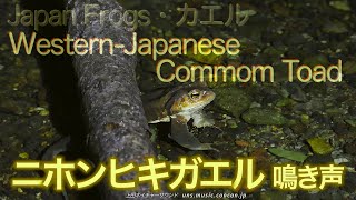 図解　ニホンヒキガエル鳴き声 / Western-Japanese Commom Toad