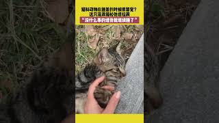 猫科动物在睡着的时候很警觉？这只流浪猫松弛感拉满，“没什么事的话我就继续睡了”  #萌宠 #宠哈哈 #猫咪