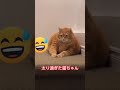 【デブ猫】でぶ猫の末路　 ネコ ねこ 猫