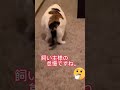 【デブ猫】でぶ猫の末路　 ネコ ねこ 猫