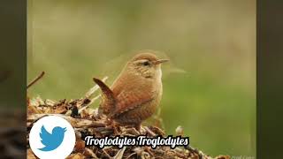 Troglodyte Mignon - Eurasian Wren - Troglodytes Troglodytes