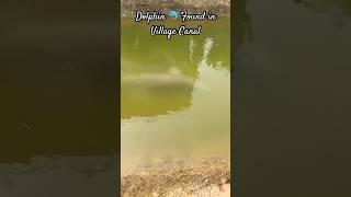 🐬 Dolphin Kha Se Aa Gya Gaon Me? 😳 Strange Shocking Video 🤯 #viral #trending #shorts #dolphin