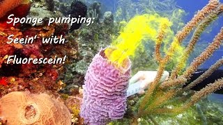 Sponge pumping: Seein' with fluorescein!