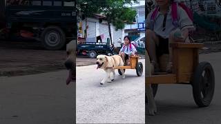 Anjing Yang Pandai Antar Jemput Anak Majikannya Di Sekolah