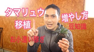 タマリュウの移植と増やし方（お小遣い稼ぎ）