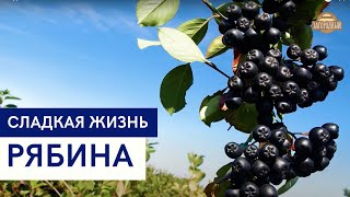 Рябина \\ Рецепты из рябины \\ Сладкая жизнь