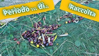 il periodo giusto per la raccolta delle olive recensione abbacchiatore jolly