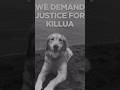 #StopAnimalCruelty #JusticeForKillua #dog #goldenretriever #doglover #WeWillFightForYou #petloss