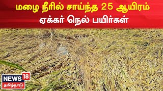 Thiruvarur | மழை நீரில் சாய்ந்த 25 ஆயிரம் ஏக்கர் நெல் பயிர்கள் - விவசாயிகள் கவலை | Paddy Damage