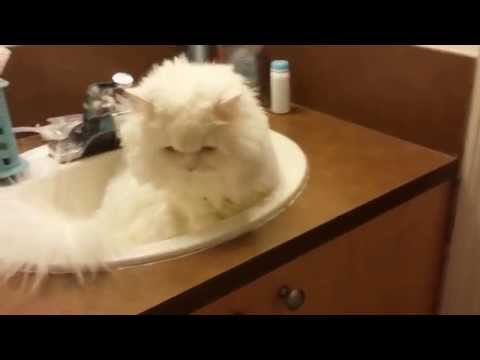 White Persian Cat White Persian Cat