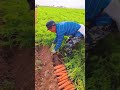 cosechando unas hermosas zanahorias