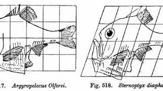 Structuralism (biology) | Wikipedia audio article