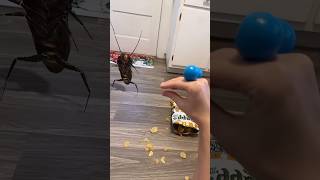 WE GOT ROACHES 😟