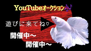 新魚入荷前最後のベタオークション！【2022年11月13日】ベタの何でも相談室