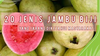 20 Jenis Jambu Biji ,Yang Belum Banyak Masyarakat Tahu