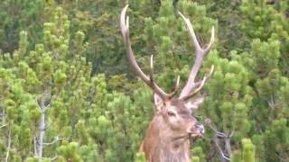 Alter Berghirsch und kapitaler Bock nebeneinander 2016 - roe deer and roe buck