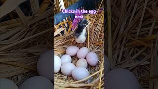 Chicks in the egg nest#chick #chicks #cute #pets #chicken