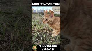 愛猫の成長記録が可愛すぎて胸が苦しいｗ#shorts