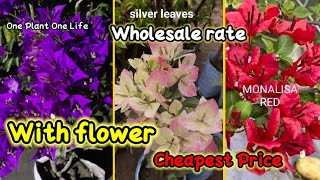 CHEAPEST PRICE $$$.NEW VARIETY BOUGAINVILLA PLANTS.. ONLINE SALE...#bougainvillea #flowers #nursery