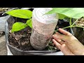 plastic bottle വെച്ച് ഈ ഒരു technique പരീക്ഷിച്ച് നോക്കൂ...✨🌱 100% result ❗