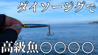 【高知】百均ルアーで高級魚が釣れた！夏の堤防でメタルジグを投げると…【高知/堤防/漁港/ライトショアジギング/ダイソージグ】