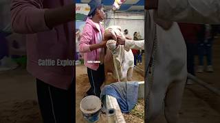 Dalfa Cattle Show 2025 Cattle Explore #100k #trending #shorts