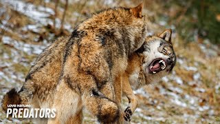 The Savage Realm of the Wolves | Carpathian Predators 102