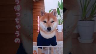 お見送りで悲しげな顔をする豆柴さんが愛しい #cutedog #shorts