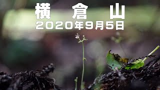 横倉山・コオロギランが今年は多い　2020年9月5日