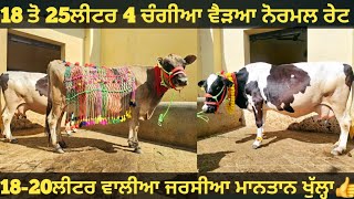 18 ਤੋ 25ਲੀਟਰ 4 ਗਾਵਾਂ ਵੀਕਾਓ। cows for sale/vadiya farm/19-2-25