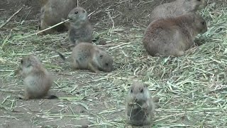 プレーリードッグの赤ちゃんが可愛い❤ Cute prairie dog baby and family #162【Cute animal baby videos】【羽村市動物公園】